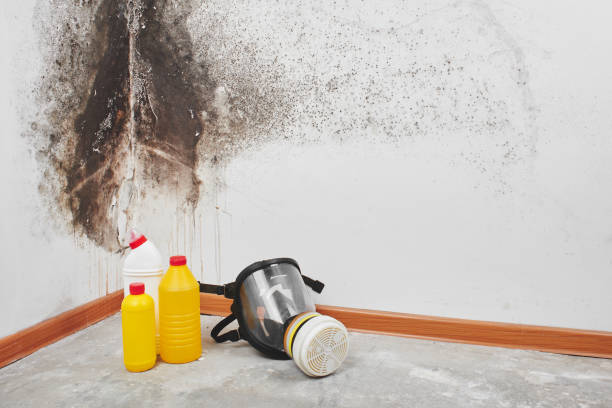 Best Affordable Mold Removal  in Mcconnelsville, OH