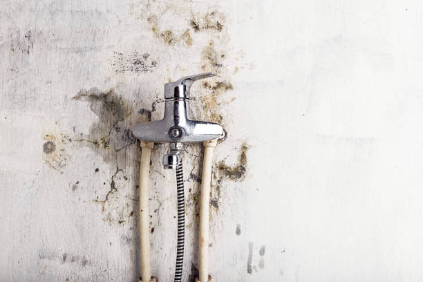 Best Black Mold Removal  in Mcconnelsville, OH